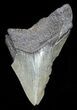 Partial, Fossil Megalodon Tooth #52997-1